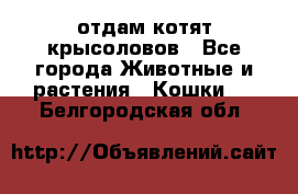 отдам котят крысоловов - Все города Животные и растения » Кошки   . Белгородская обл.